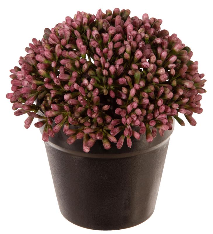 Lyngblomst i Sort Potte